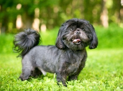 یک سگ شیتزو سیاه ایستاده بر روی چمن
