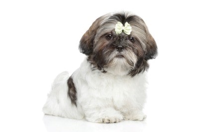 یک سگ شیتزو تی کاپ کوچک