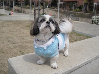 یک سگ شیتزو ژاپنی در خیابان که لباس پوشیده