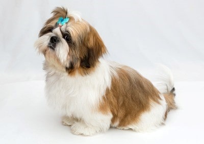 یک سگ شیتزو بریندل یا شیتزو خالخالی قهوه و سفید رنگ