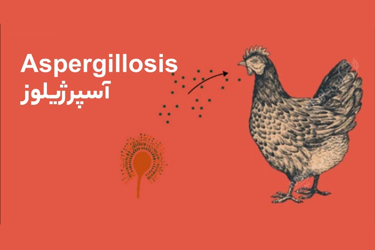 بیماری آسپرژیلوز در پرندگان چیست؟ درمان + پیشگیری
