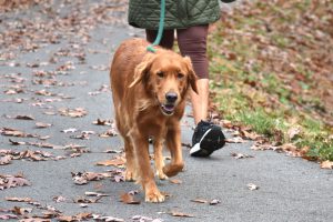 یک سگ مسن در حال پیاده‌روی